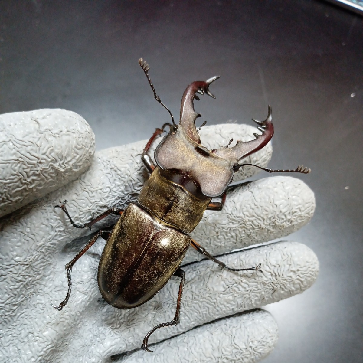 あかがね血統】本土ヒラタクワガタ新成虫ペア（F13）♂75.0mm♀42.8mm