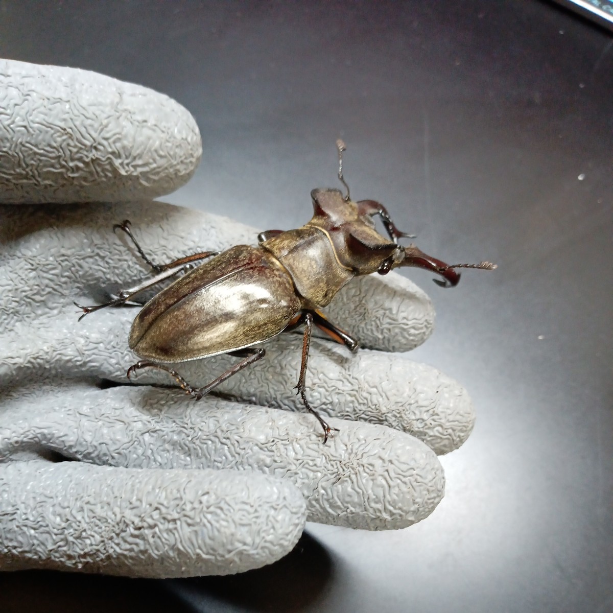 ☆金毛綺麗・超大型！☆【特大本土ミヤマクワガタ】♂74mm超／WF1宮崎県産