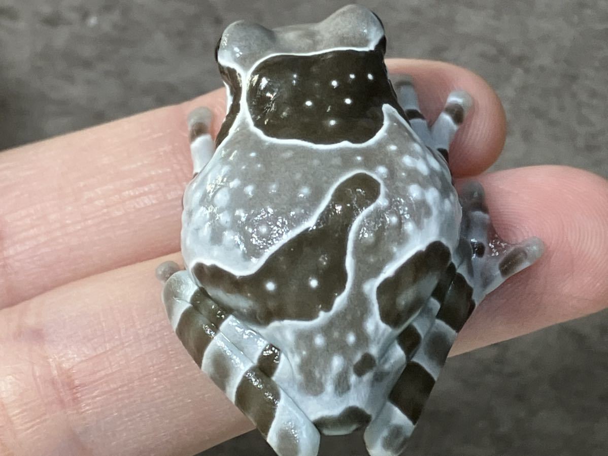 ◆　ミルキーフロッグ　厳選セレクト　安心サイズ　3.5センチ　