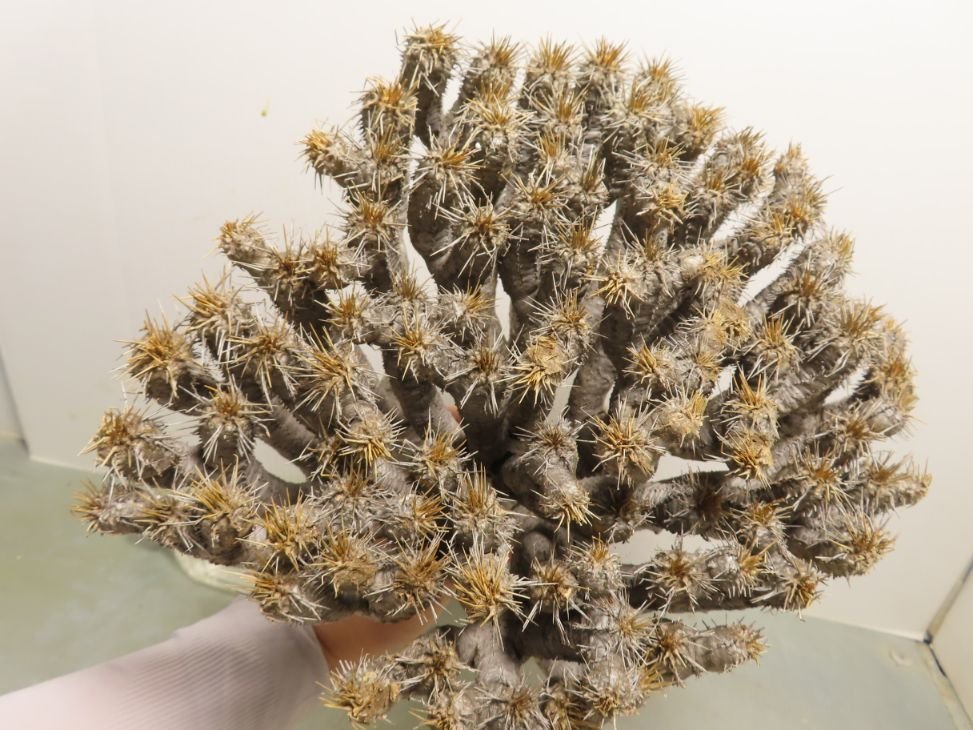 ケ4608 「多肉植物」ユーフォルビア　ギラウミニアナ L 抜き苗【6/30最新到着・マダガスカル・Euphorbia guillauminiana】