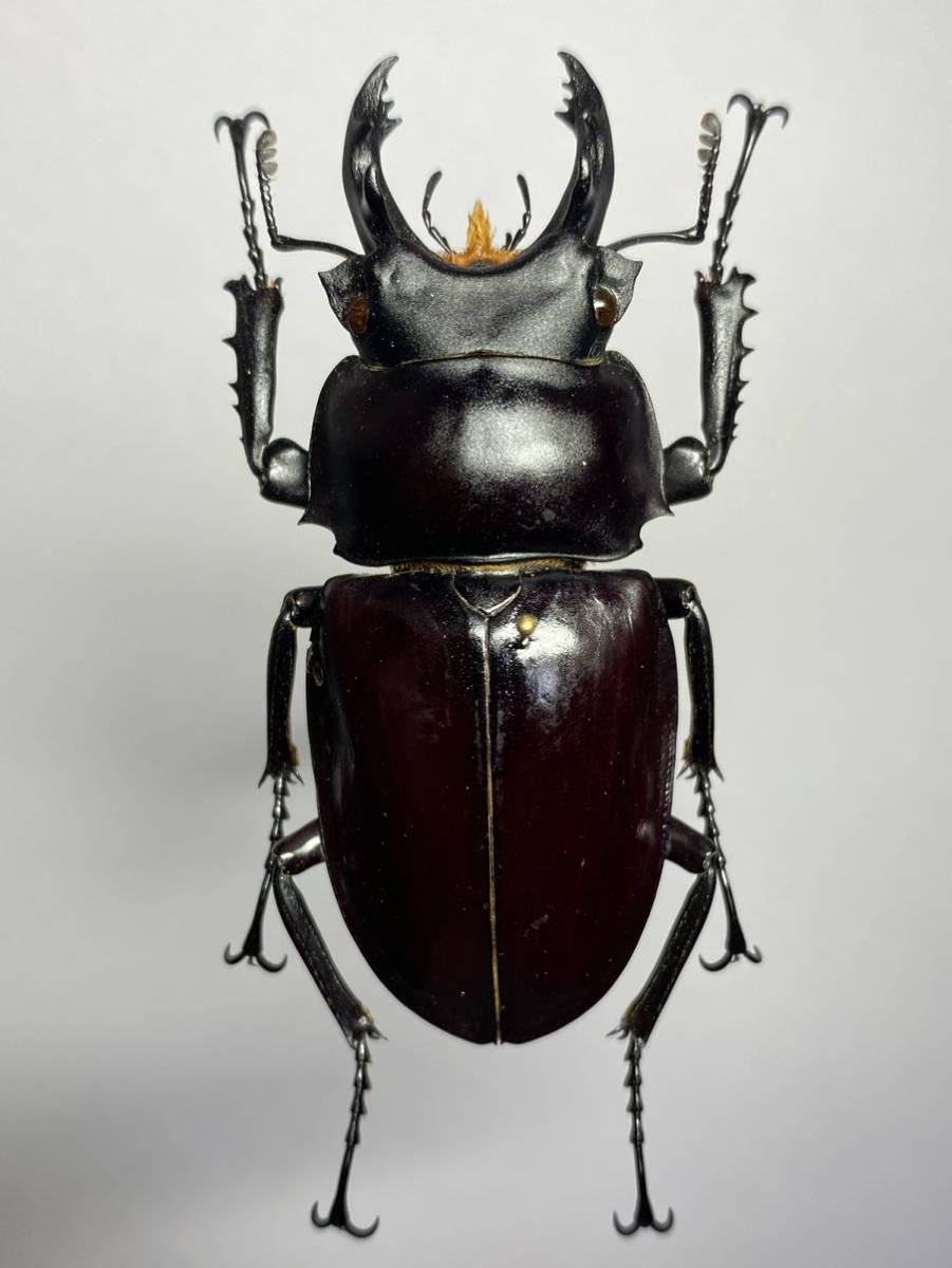 昆虫標本】台湾台東県産 オオマルバネクワガタ 亜種vendli ♂59.5mm 大