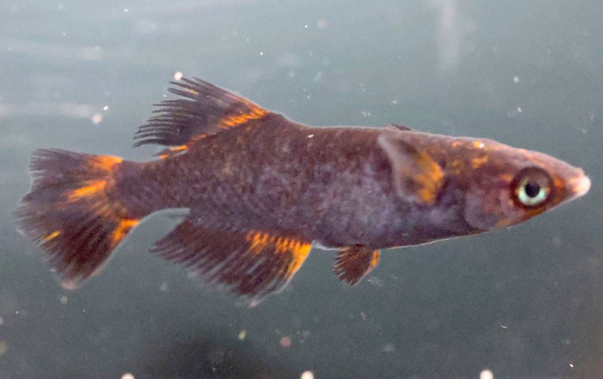 五式タイプR GOD 光体型 めだか 1ペア | 漆黒 黒炎 竜章鳳姿 乙姫 