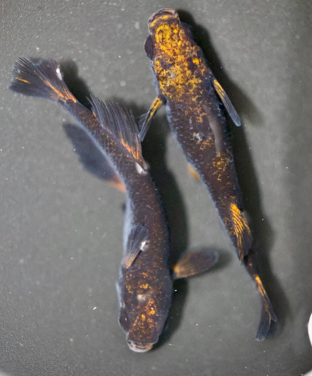 五式タイプR GOD 光体型 めだか 1ペア | 漆黒 黒炎 竜章鳳姿 乙姫 