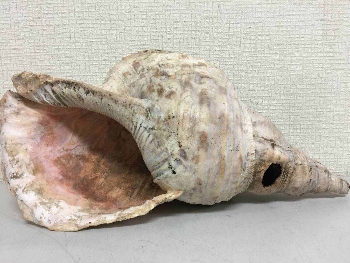 法螺貝　約36cm 定番，豊富な 法螺貝 全長約36cm 775g 笛 密教 魔除け 貝 貝殻
