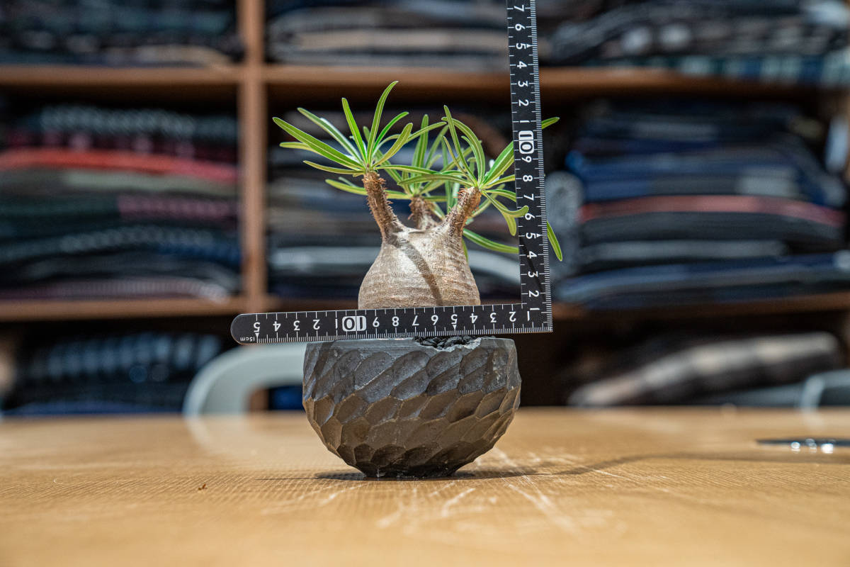 N/OH 植物 鉢 未使用 BOTANAZE ボタナイズ N/OH かき分ける 陶器 N/OH 植物 鉢 未使用 BOTANAZE ボタナイズ N/OH かき分ける 陶器