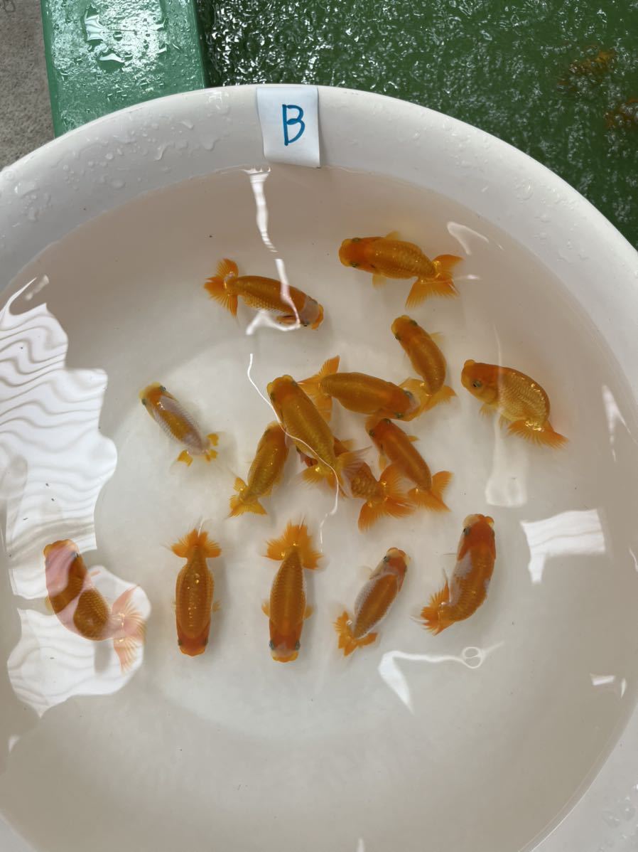 らんちゅう村【当歳】15匹7.5〜9cm　動画ありB