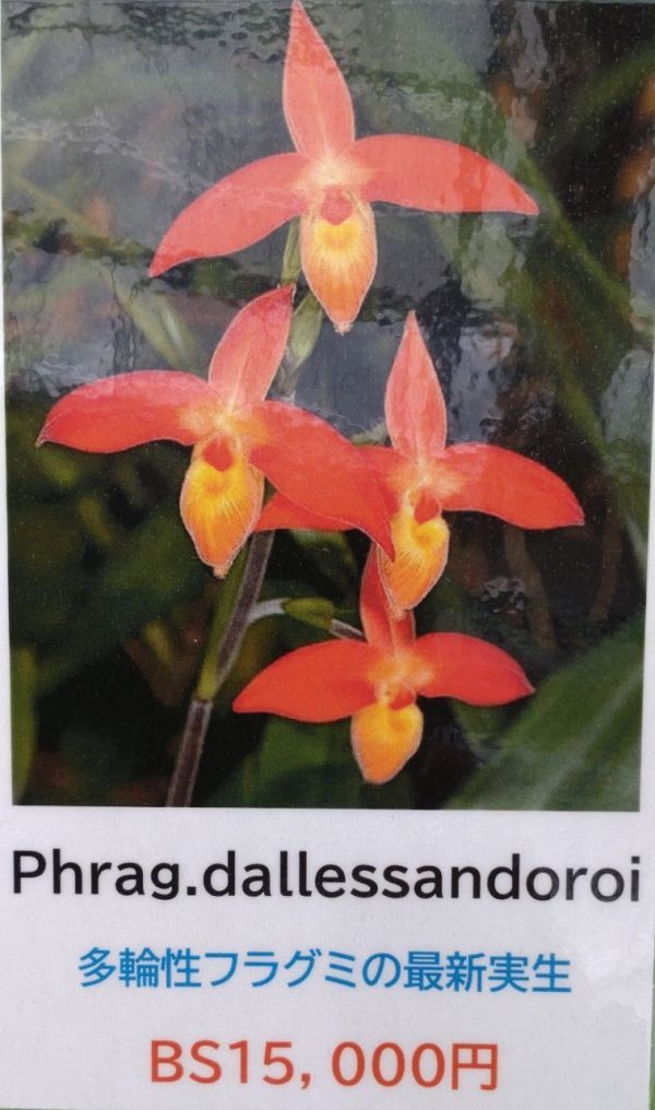 【北軽ガーデン】＊フラグミ＊Phrag.delessandroi x sib＊原種＊鮮明なオレンジの花＊多輪性種＊エクアドル原産＊