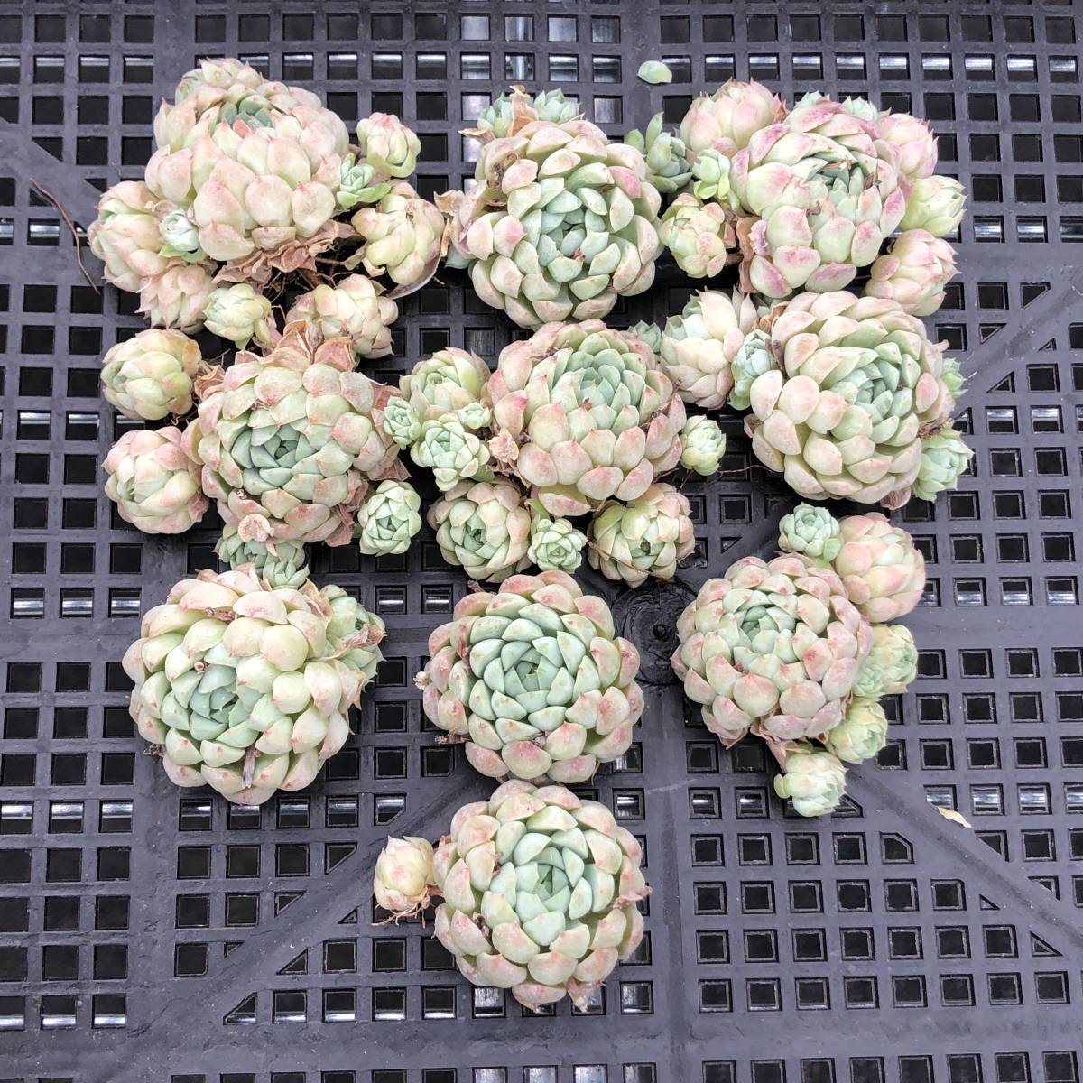 多肉植物10個 0711-D037 Echeveria Ball of Fat エケベリア カット苗の 
