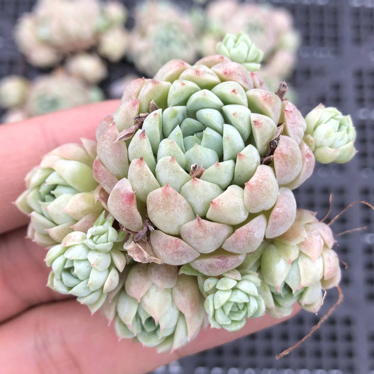 多肉植物10個 0711-D037 Echeveria Ball of Fat エケベリア カット苗の 