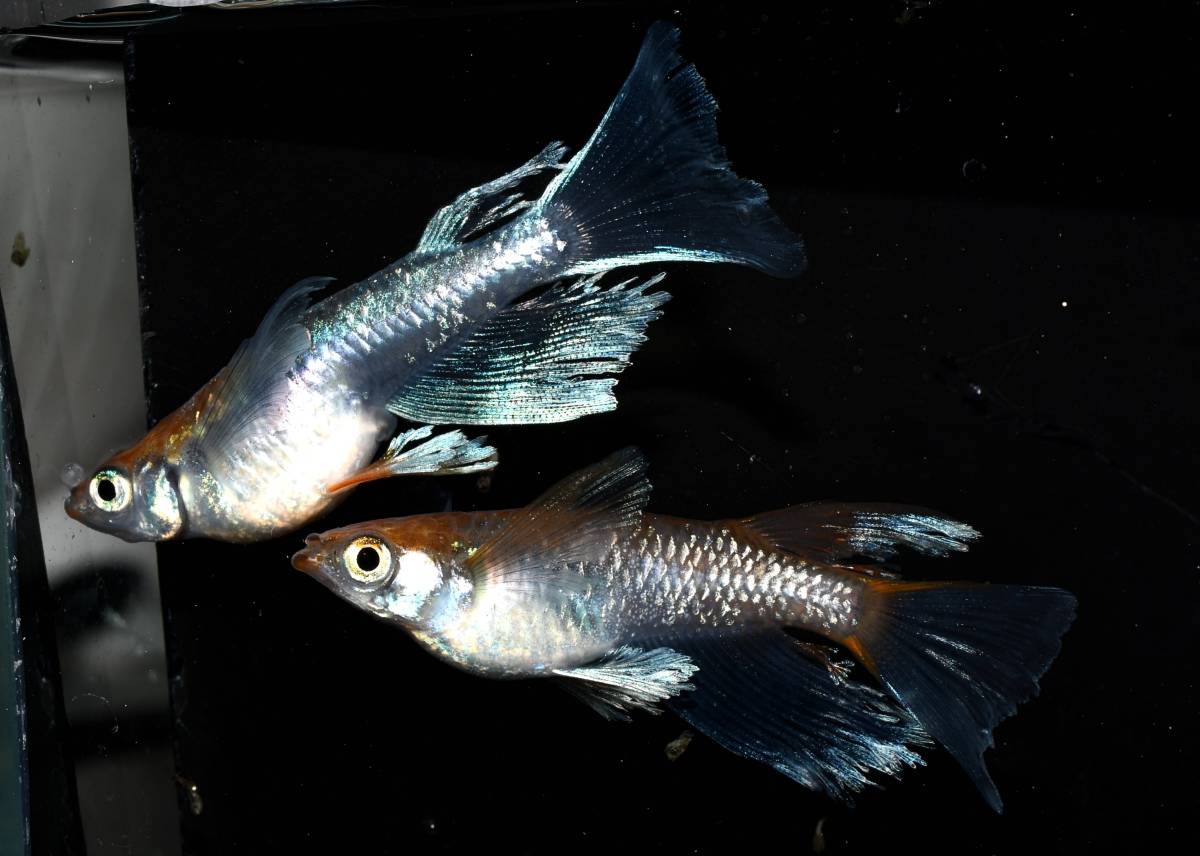 【めだか家作楽】 　極上　黄金べっこうリアルロングフィン　４ペア ◇◇m-style・現物出品 ～ アルテミスリアルロングフィン ～ 4匹