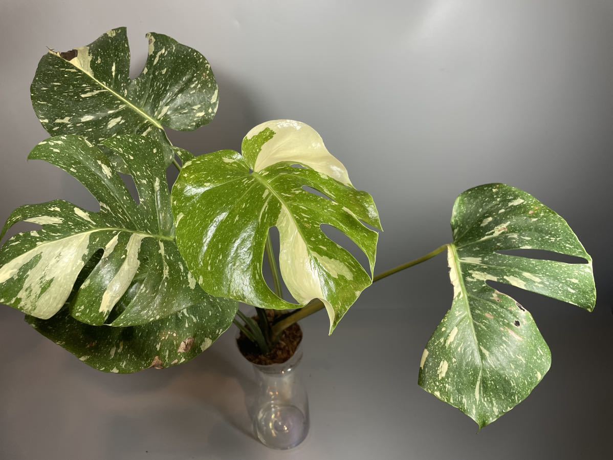 ① モンステラ デリシオーサ タイコンステレーション 極斑 美斑 ハイ