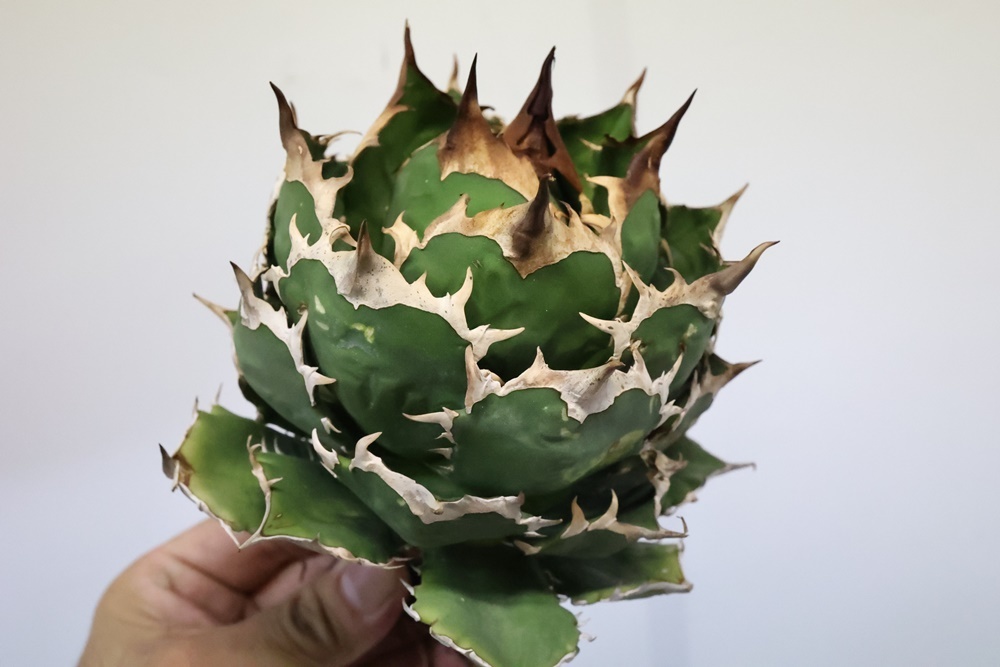 Agave titanota アガベ チタノタ oteroi オテロイ FO-076 Q 【公式通販】