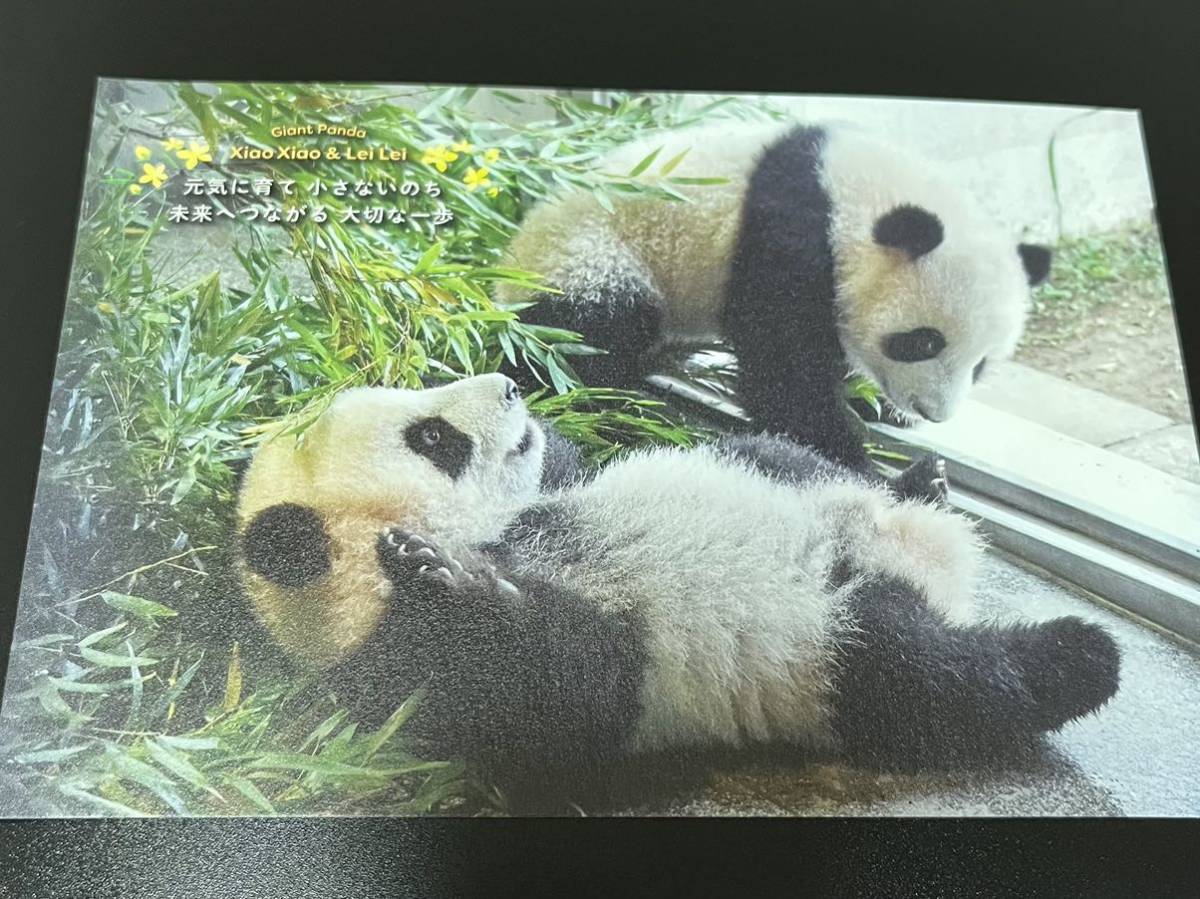 パンダ ポストカード シャオシャオ レイレイ シャオレイ 上野動物園
