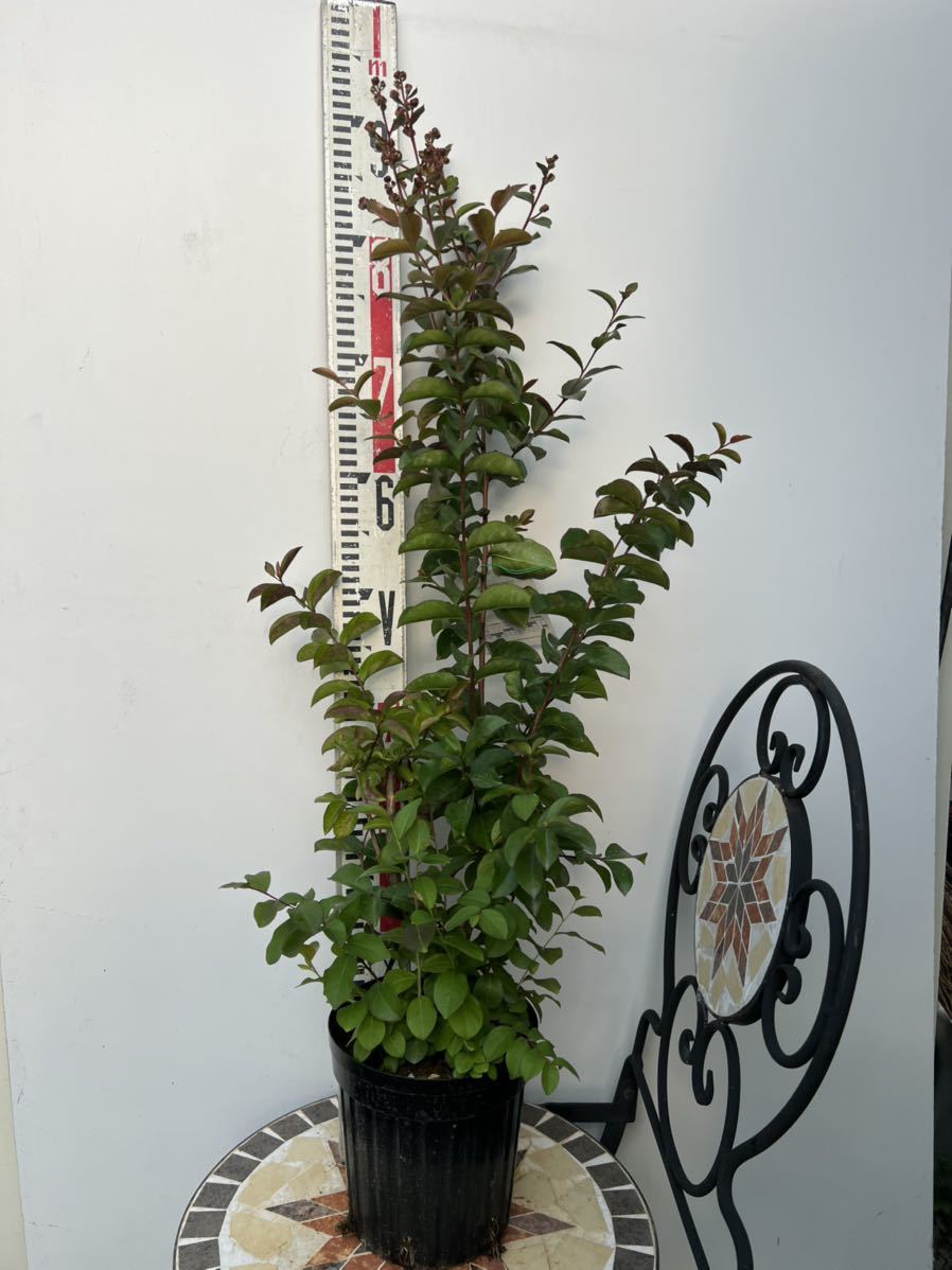 サルスベリ ペパーミントレース 百日紅 夏祭り サルスベリ大苗 人気の複色花 夏の花木