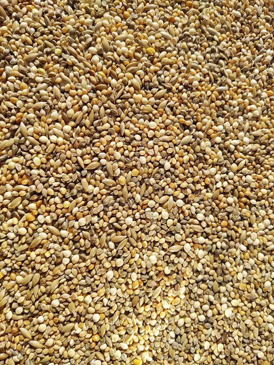 ◇中型インコ、オカメインコの主食に　皮付き配合餌（25kg）◇