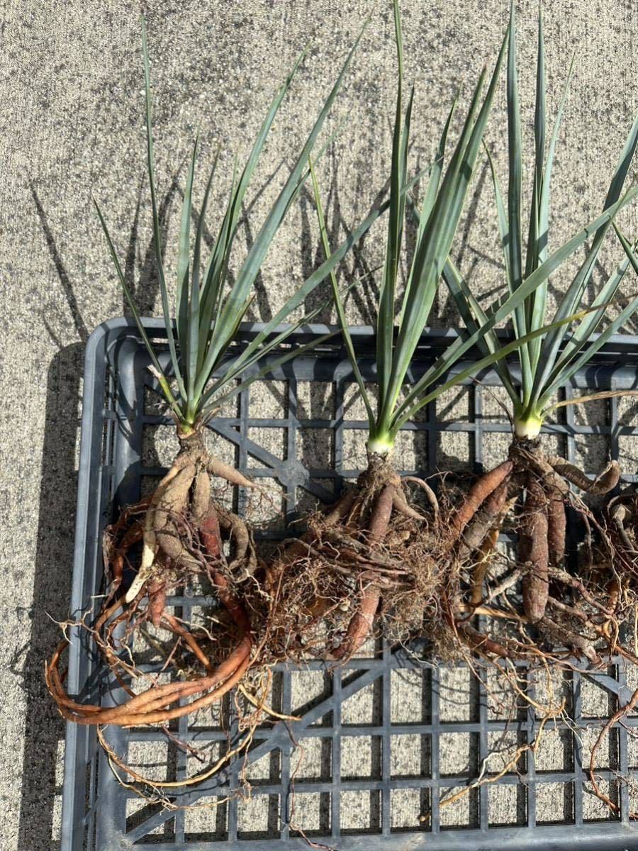 Yucca rigida ユッカ リギダ 当方実生株 (ダシリリオン ドライガーデン