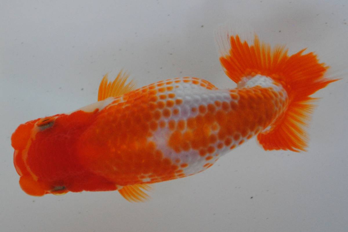 【青葉らんちゅう】 №３　当歳　研究会用　　赤勝ちサラサ　１０ｃｍ