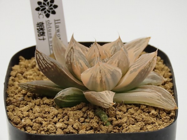 商品の通販 □朝焼け 【多肉植物 Haworthia ハオルチア ハオルシア】