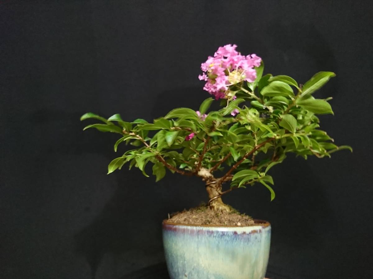 ビャクシン 桃花姫百日紅／モモバナヒメサルスベリ 樹高10㎝ 小品 
