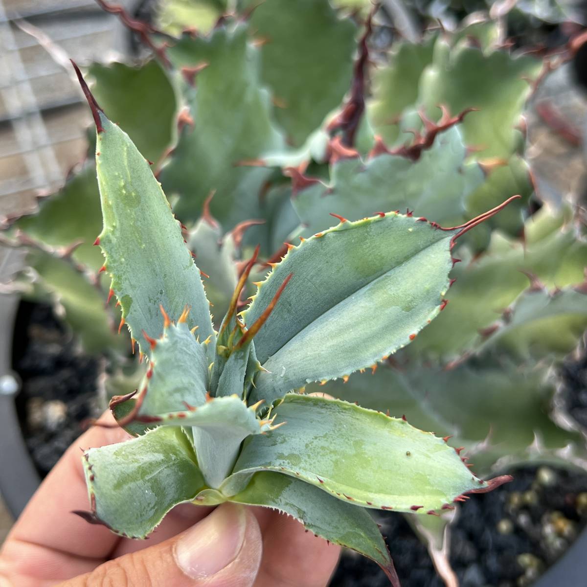 Yahoo!オークション -「アガベ イシスメンシス」(アガベ) (観葉植物)の