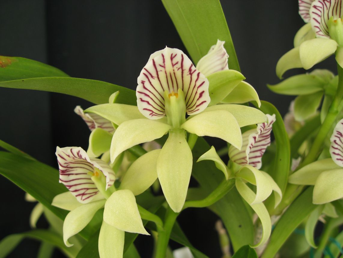 Encyclia Yahoo!オークション Shopブラック nakato-orchids 蘭友会