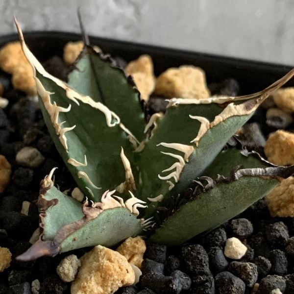 【F5909】SS級！！【超希少 チタノタ】極上強棘選抜！ アガベ チタノタ Fo 076 Agave titanota