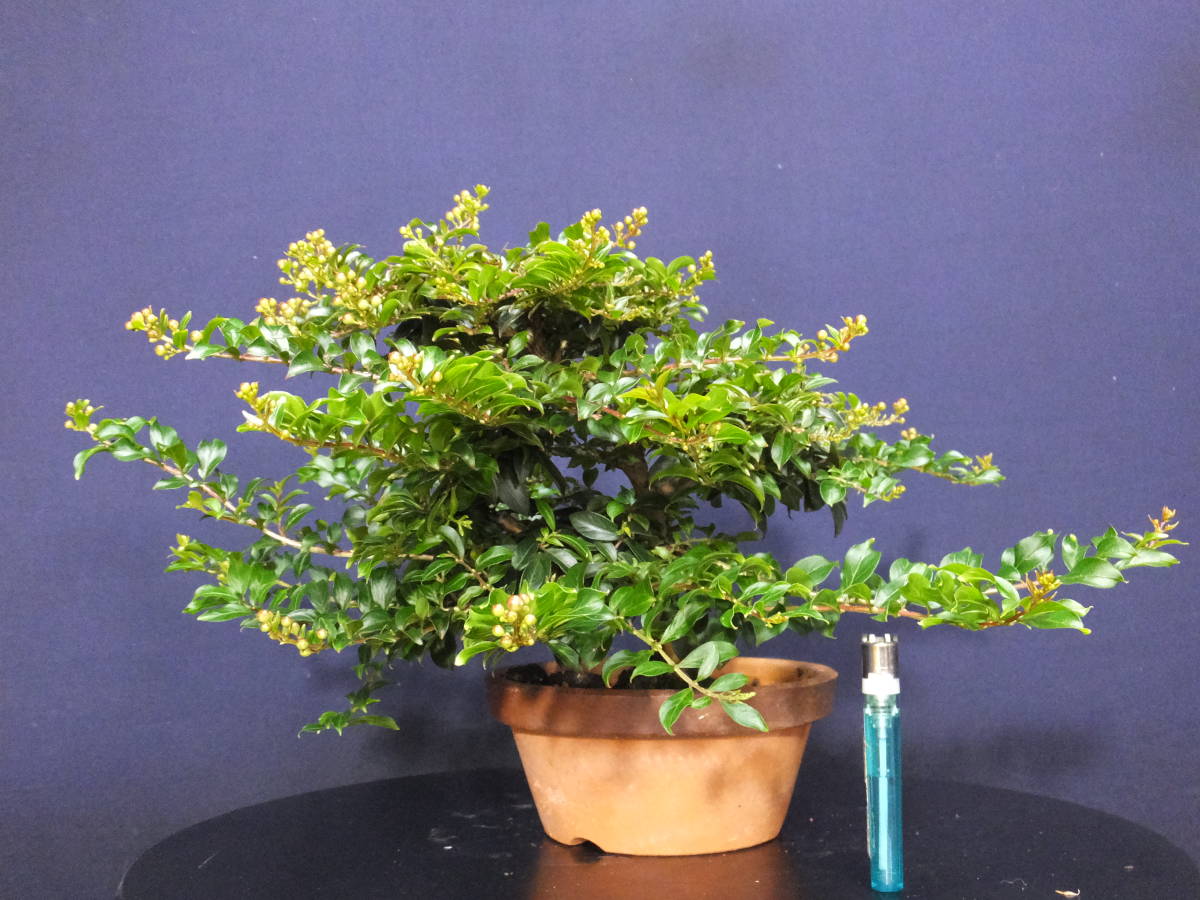 ★★★伊豆盆栽＞姫百日紅小品盆栽素材“花芽がいっぱい模様木仕立★★★樹高20cm　盆栽百日紅　花物盆栽　小品盆栽さるすべり　　　　　