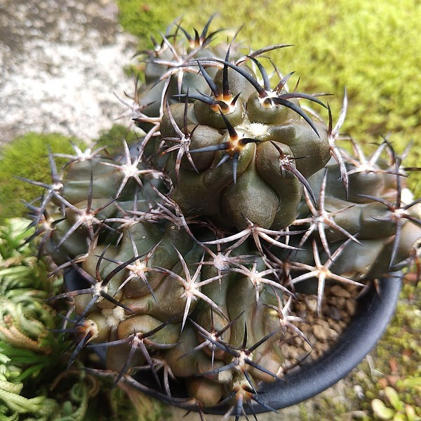 Copiapoa echinoodes 'dura' 銅羅丸 実生接ぎ サボテン 多肉植物