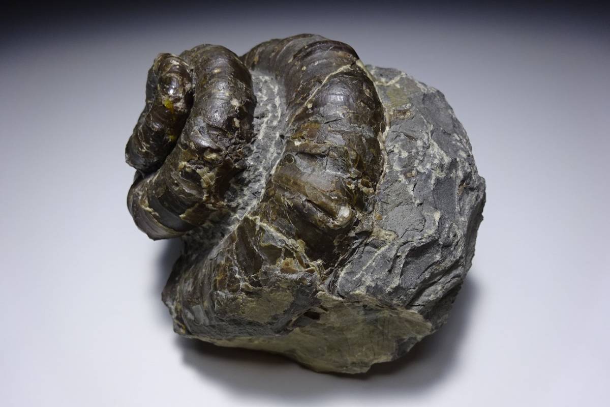 長期保管品 詳細不明 異常巻き アンモナイト 化石 母岩 重量 650g 観賞