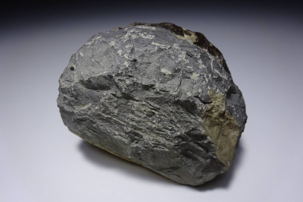 長期保管品 詳細不明 異常巻き アンモナイト 化石 母岩 重量 650g 観賞