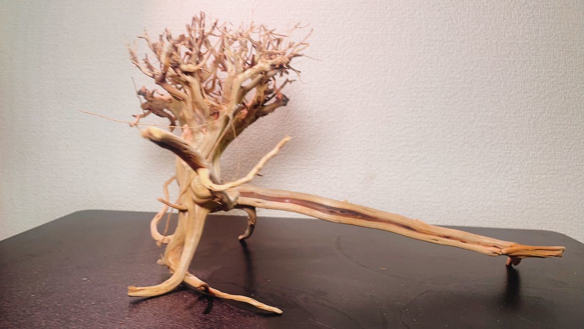 【オンリーワン品】ブレンチヴォッドの自然流木-品番:07291