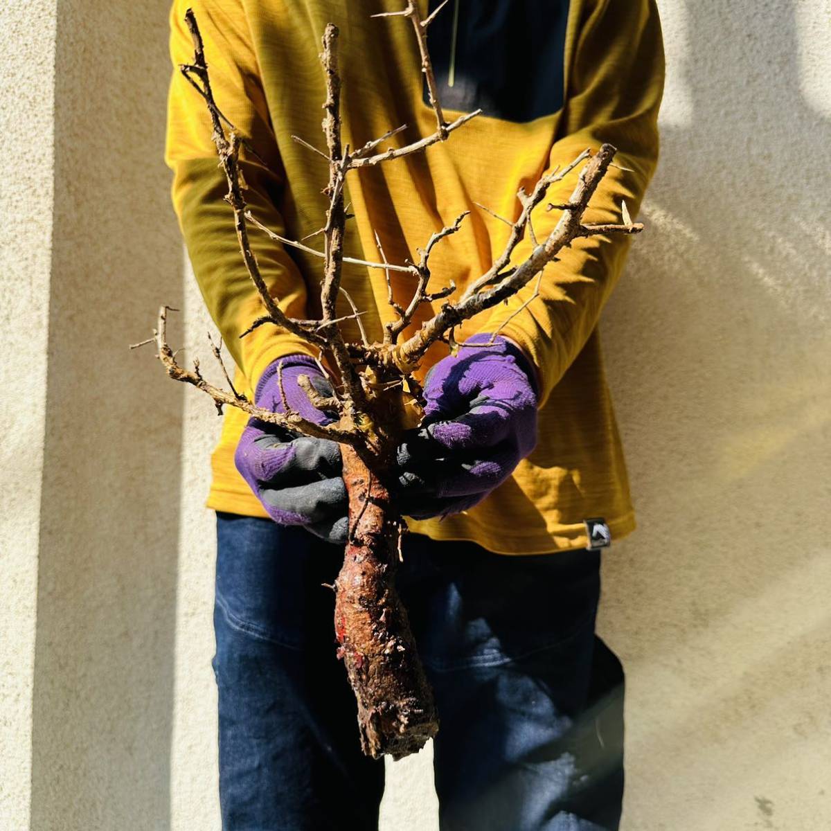 402 現地管理 コミフォラインシサ Commiphora incisa 検 