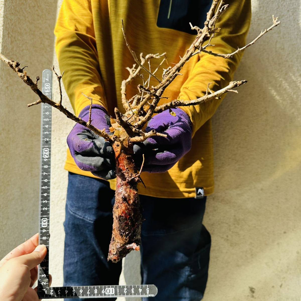 402 現地管理 コミフォラインシサ Commiphora incisa 検 