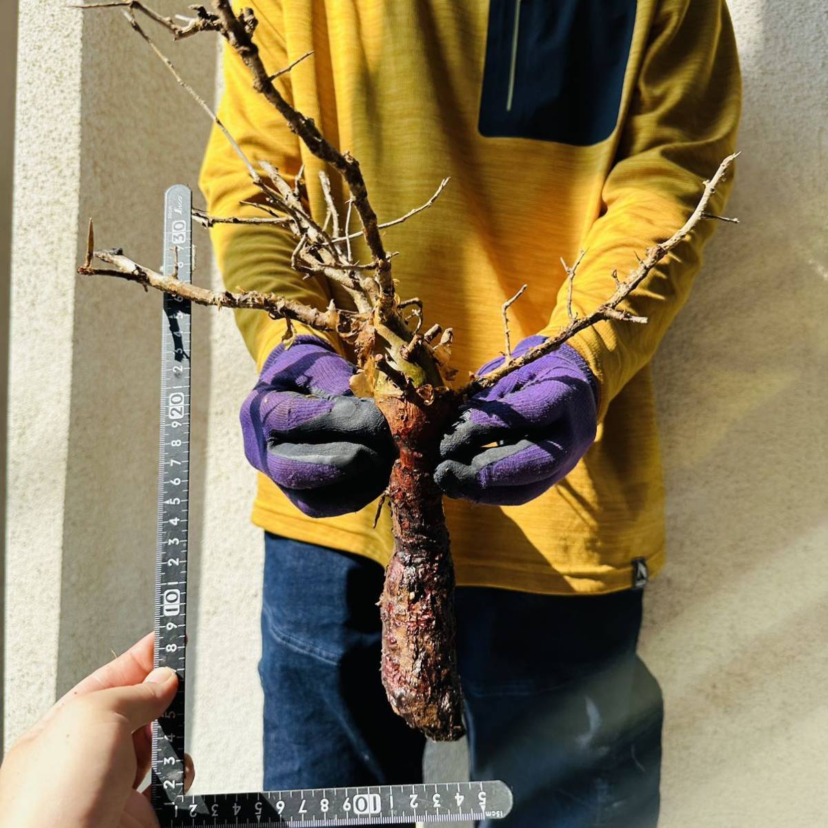 402 現地管理 コミフォラインシサ Commiphora incisa 検 
