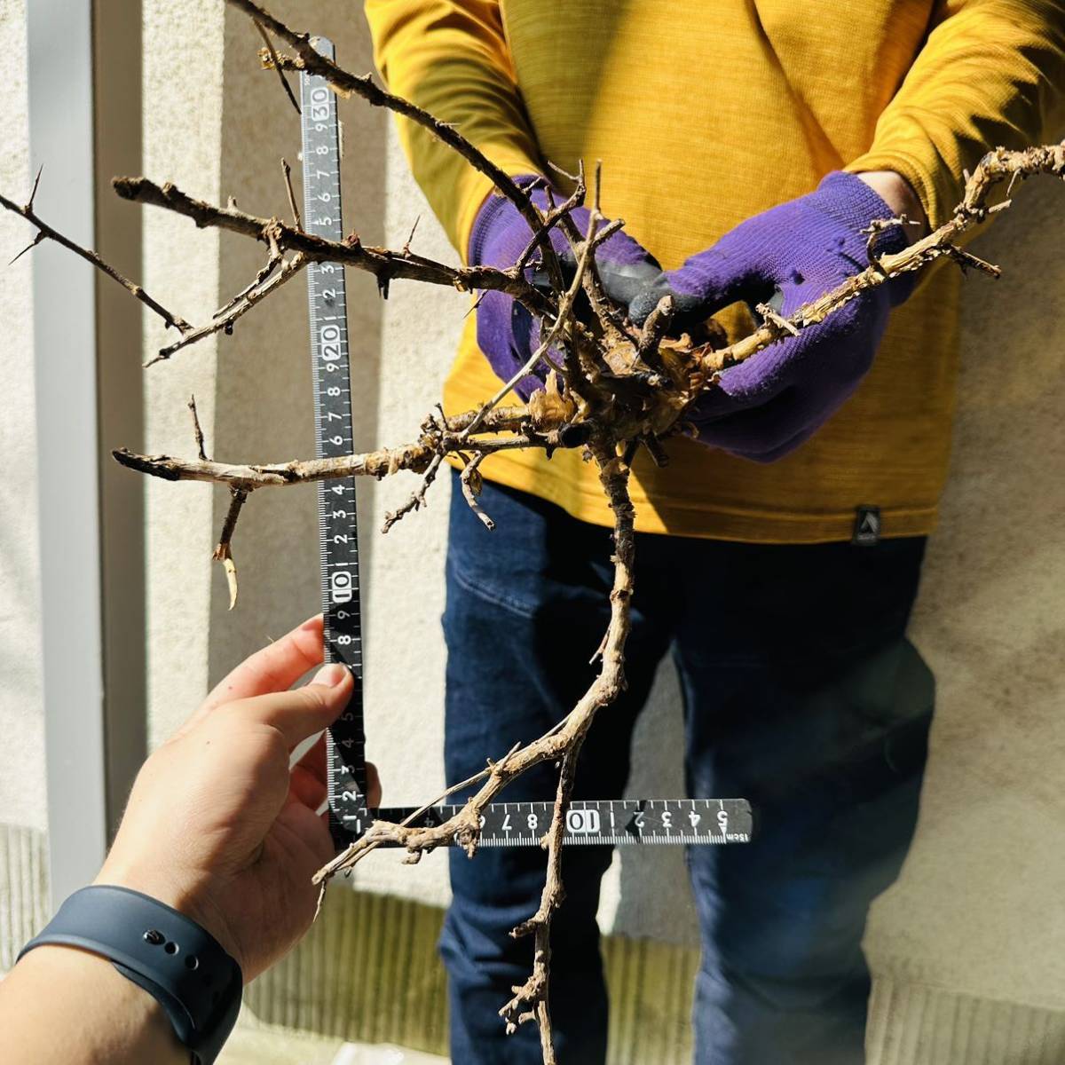402 現地管理 コミフォラインシサ Commiphora incisa 検 