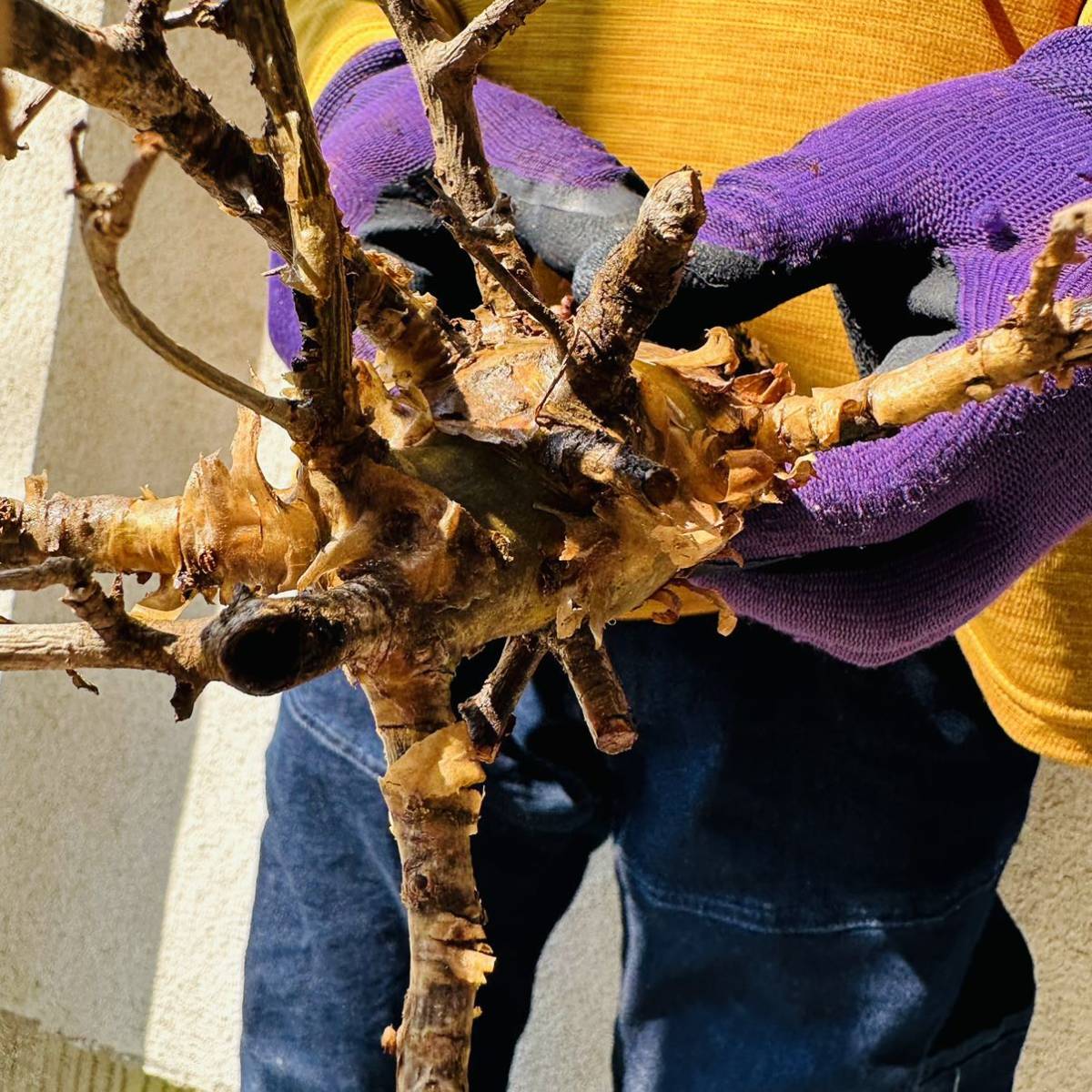 402 現地管理 コミフォラインシサ Commiphora incisa 検 