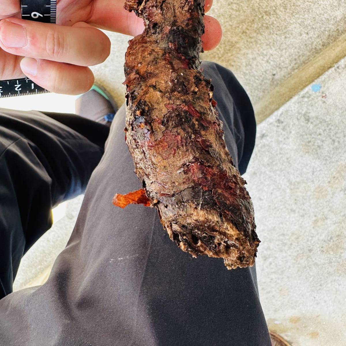 402 現地管理 コミフォラインシサ Commiphora incisa 検 