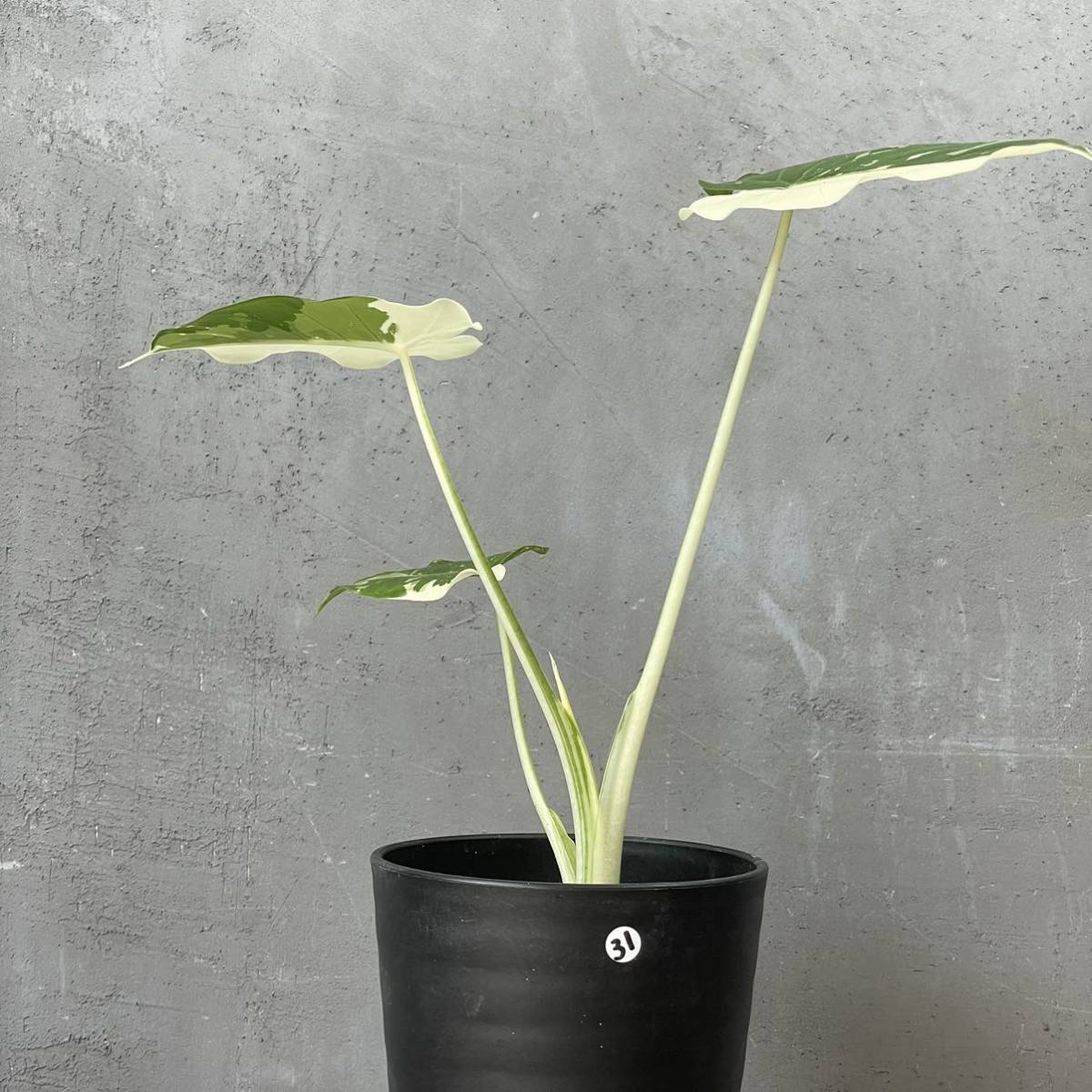 アロカシア オドラ バリエガータ クワズイモ (斑入り)Alocasia odora 