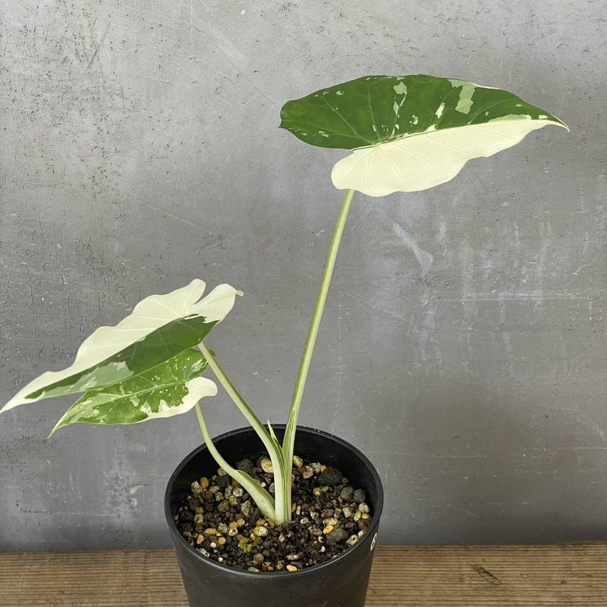 アロカシア オドラ バリエガータ クワズイモ (斑入り)Alocasia odora 