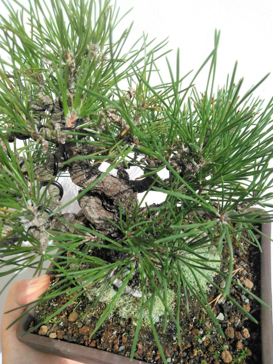 盆栽 小品・貴風 捻転 糸魚川真柏 鉢/行山楕円鉢 樹高23cm