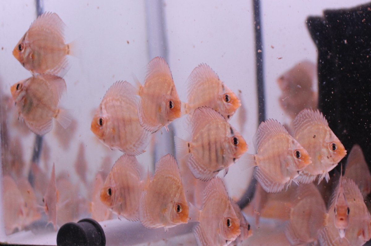 アルビノ 10匹セット 1月18日までのお届け限定 ディスカス(熱帯魚 