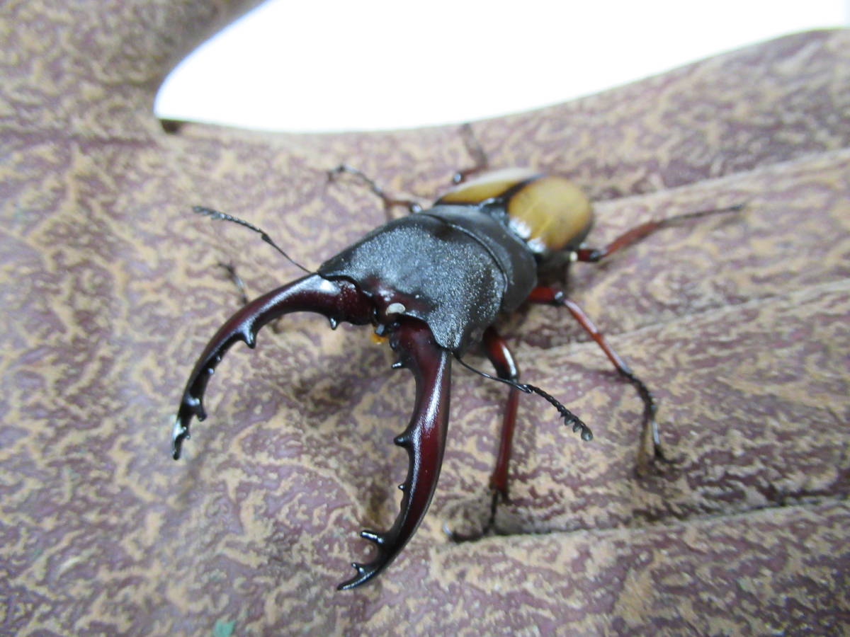 ウムハンギノコギリクワガタ　WF１　オス単　63㎜