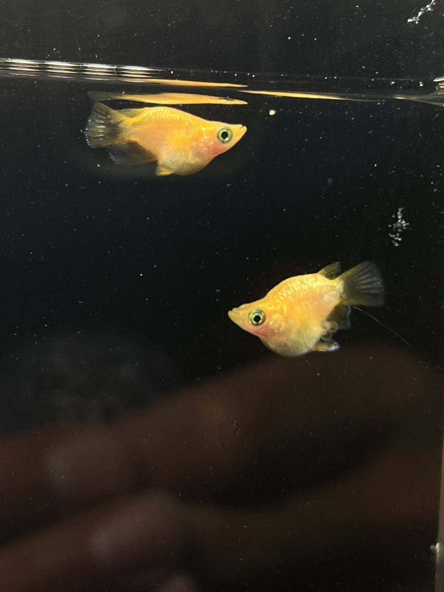 【天目メダカ】紅華　ダルマ　1ペア 現物出品　産卵開始　サバンナ様血統