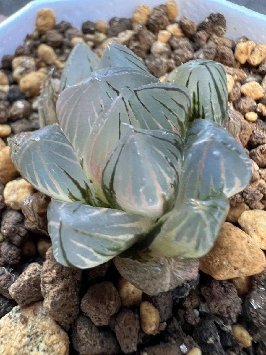 多肉植物 オブツーサ ハオルチア 多肉植物 オブツーサ バラ錦 糊斑