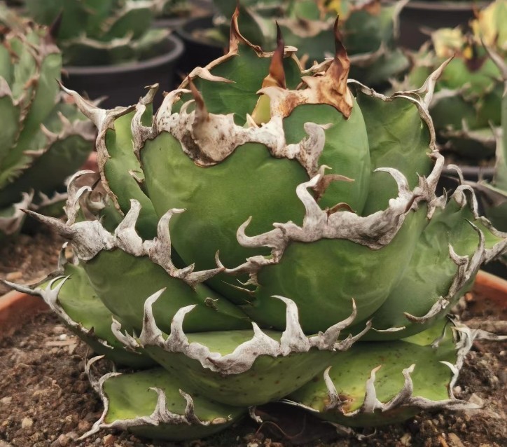 S231 特選 大子株 多肉植物 アガベ チタノタ シーザー caesar 凱撒 発
