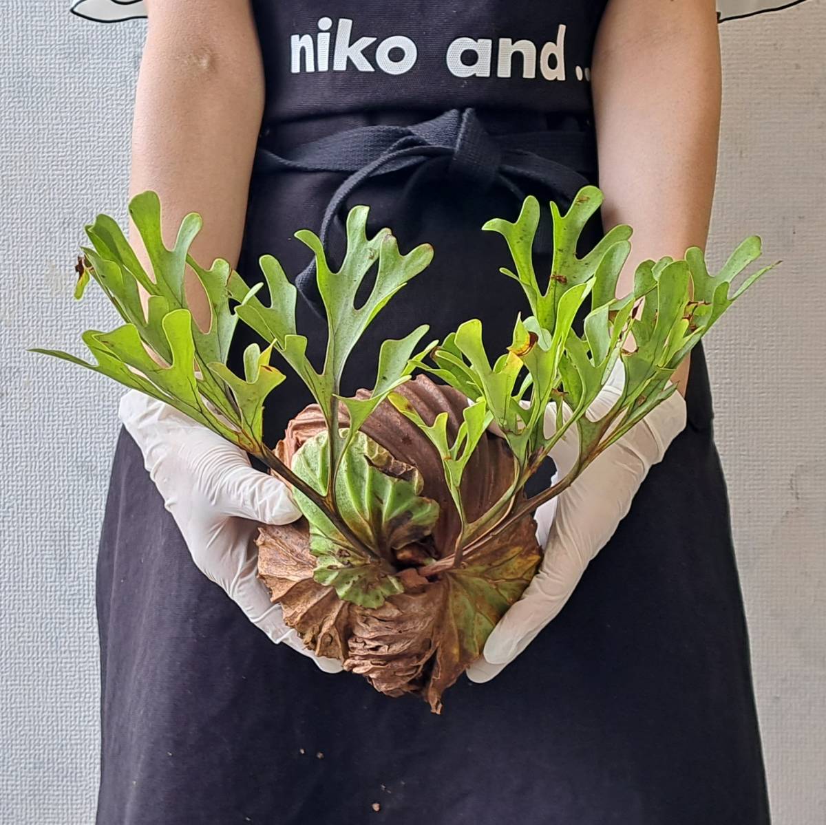 1円スタート 燻蒸済 07 ビカクシダ 植物 Platycerium ridleyi プラティ 