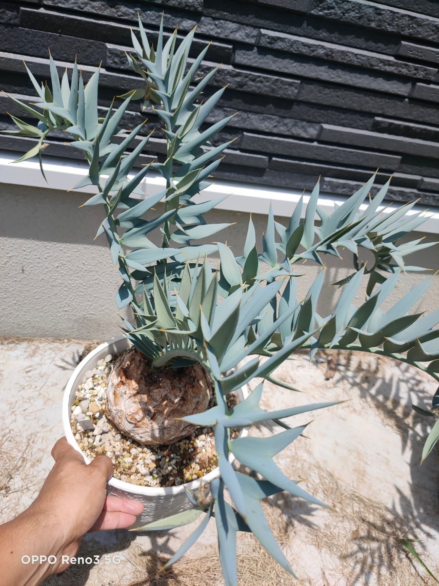 正規輸入種子1粒 エンセファラルトス アレナリウス トゥルーブルー