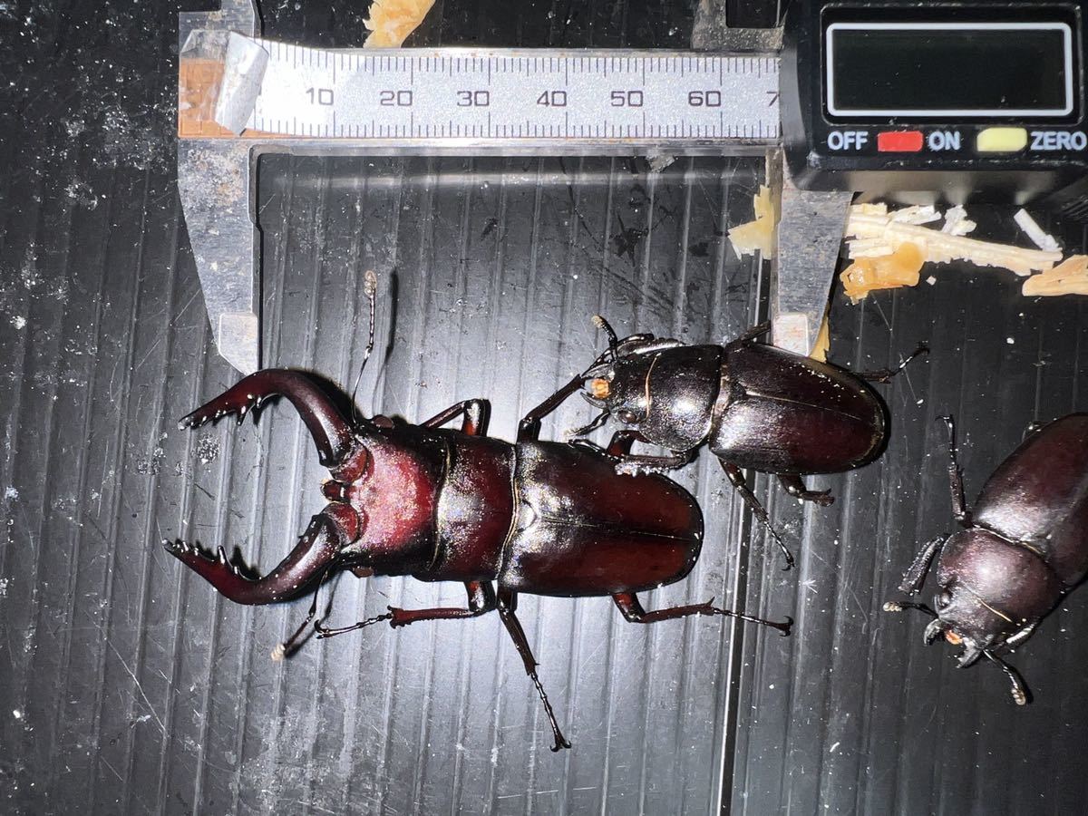 長大な大顎のクワガタ最大種！ ギラファノコギリクワガタ 「リボジオ 