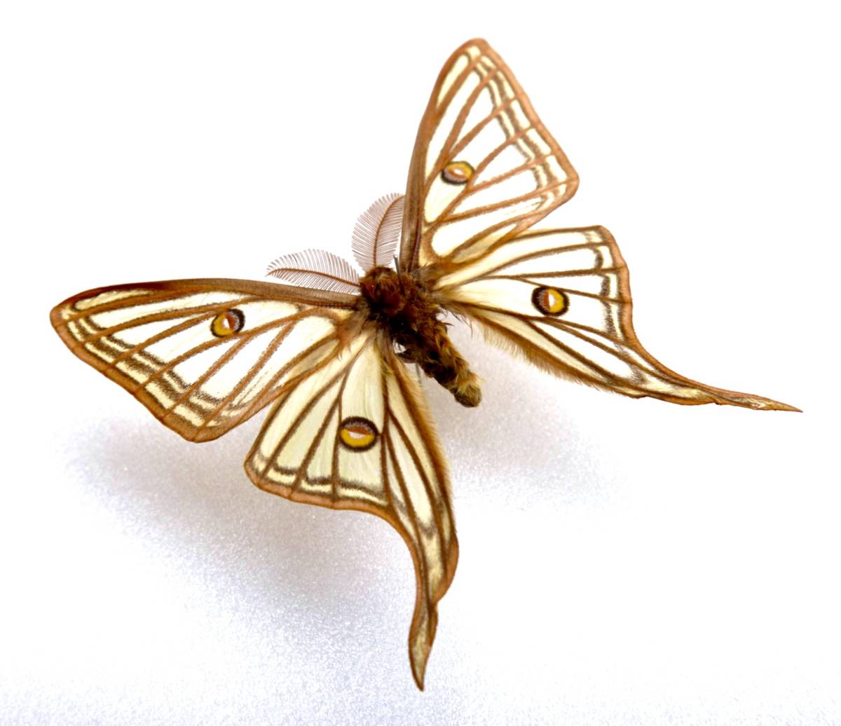 □外国産蛾標本 イサベラミズアオ A-Pair スペイン 産 野外採集品(虫類