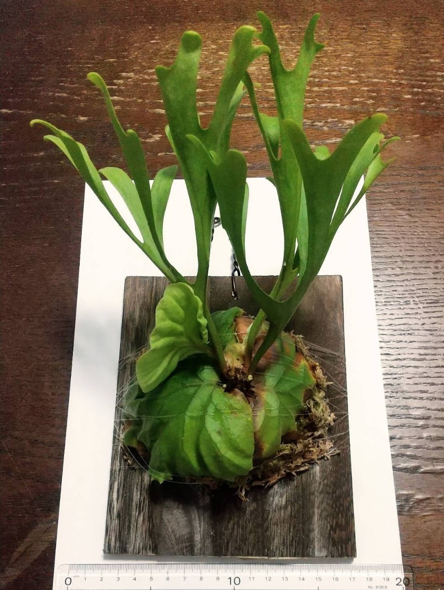 ビカクシダ リドレイ コルク付け3 platycerium.ridleyi ビカクシダ